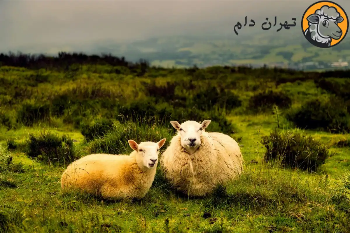 میانگین وزن گوسفند چقدر است؟