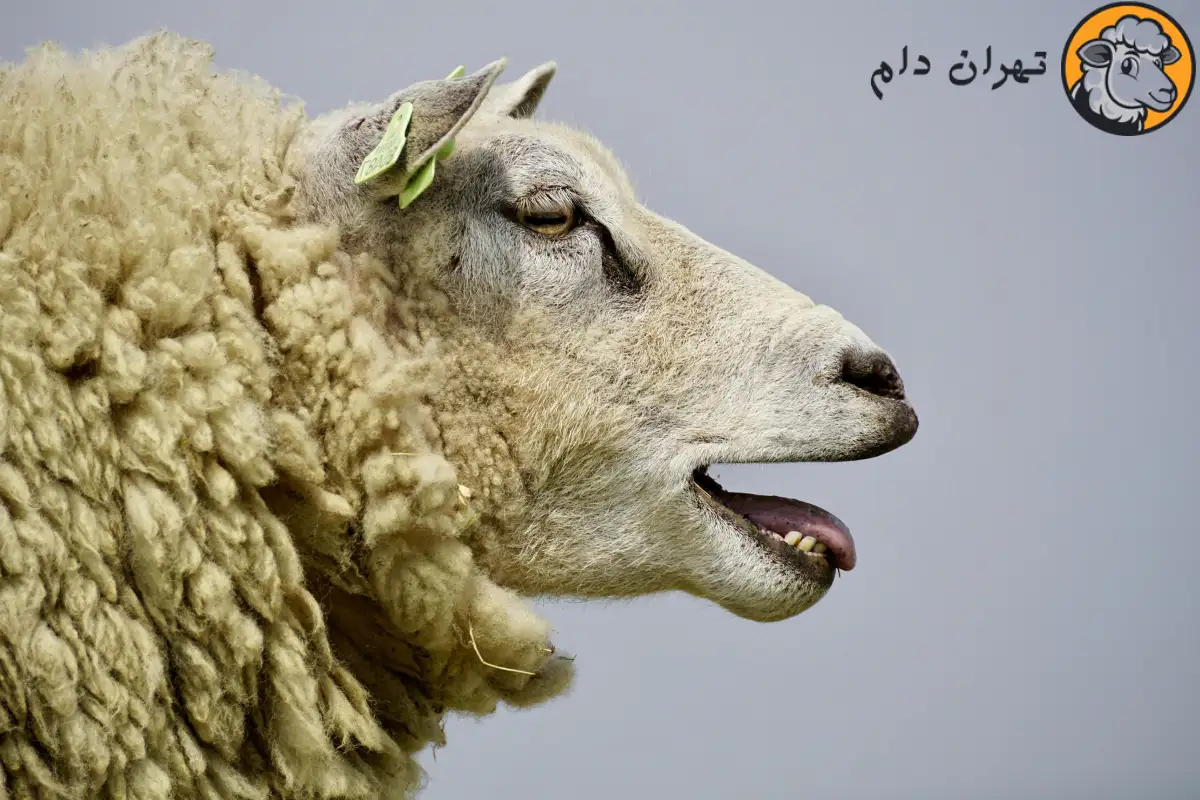 خواص کله گوسفند