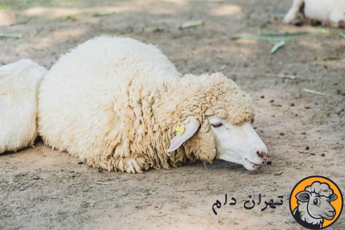 دلیل مرگ ناگهانی گوسفندان و راه پیشگیری