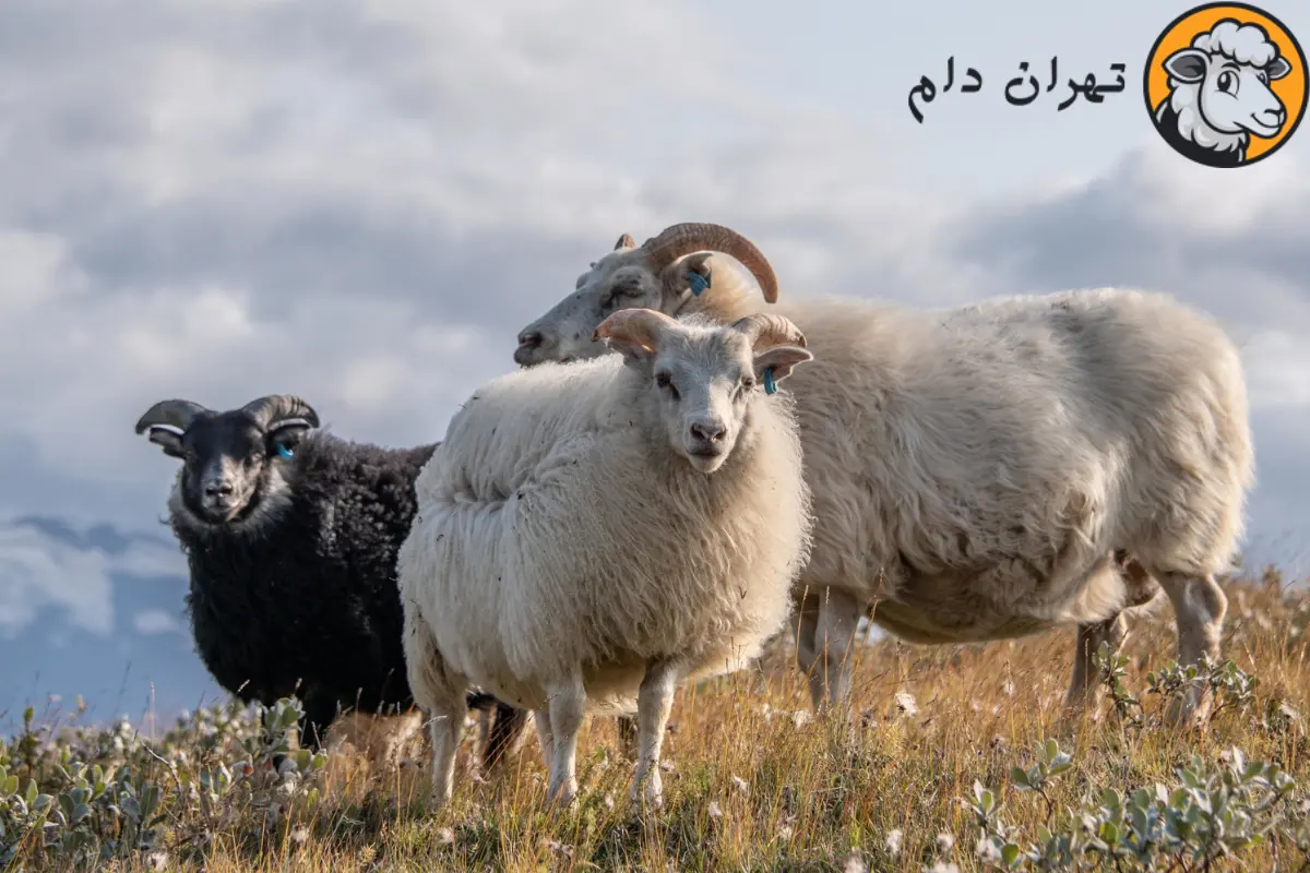 گوسفند شیشک چیست و مصرف گوشت آن چه فوایدی دارد؟