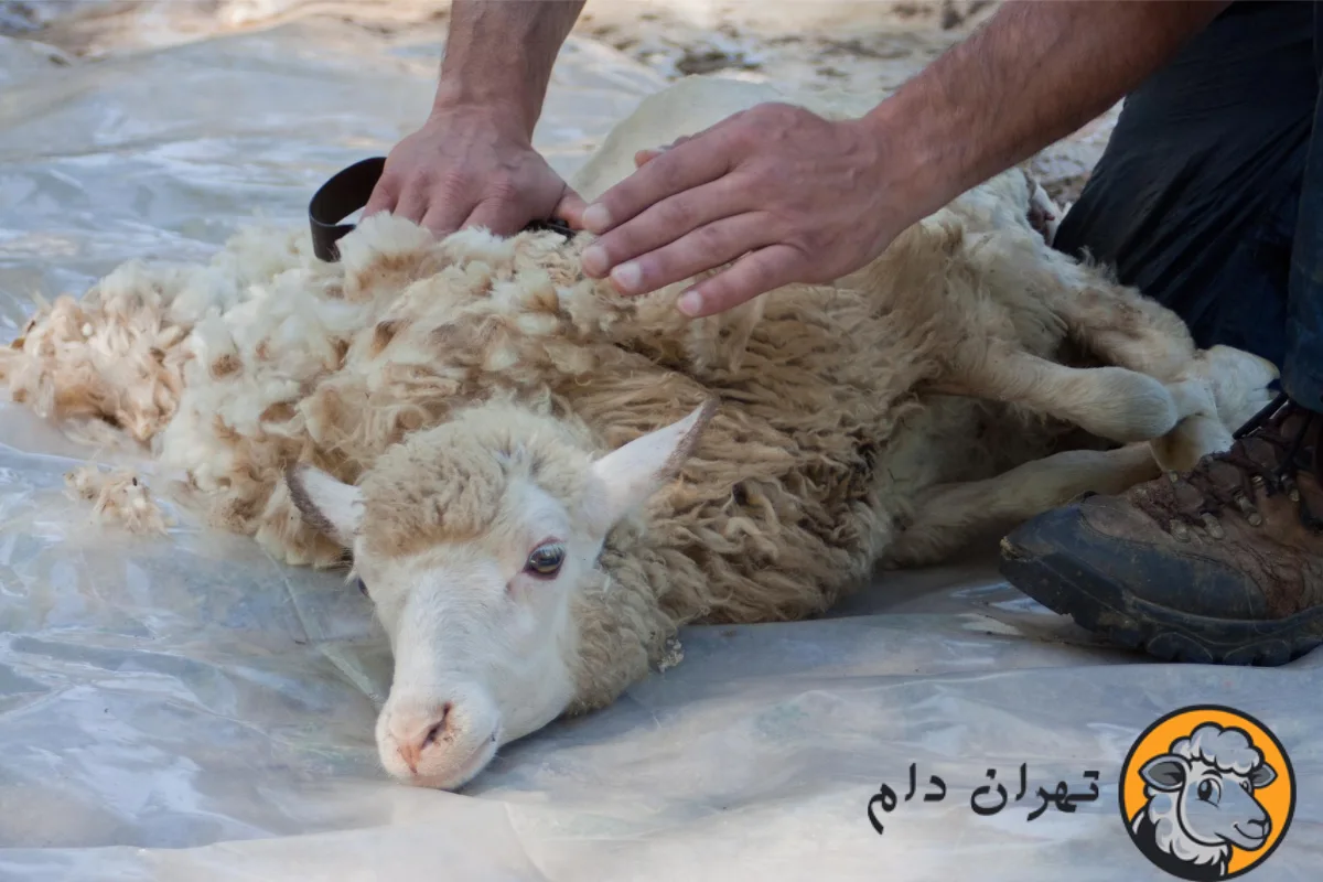 دلیل مرگ ناگهانی گوسفندان و راه پیشگیری