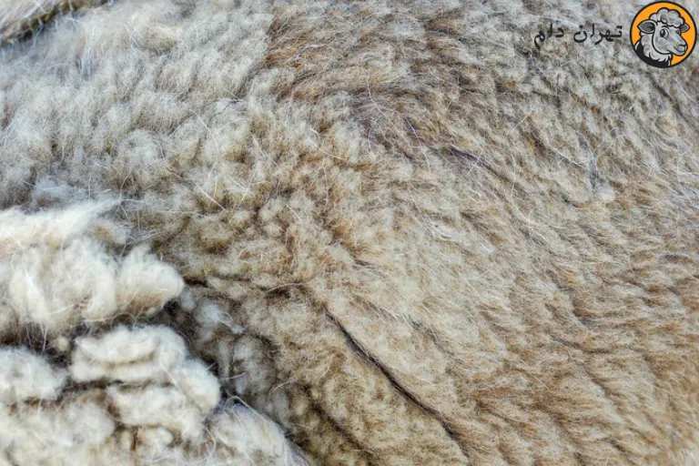 کاربرد های پوست گوسفند
