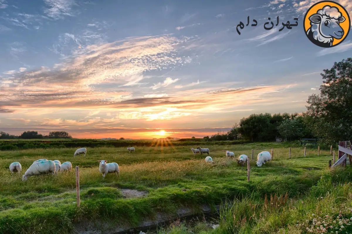 میانگین وزن گوسفند چقدر است؟