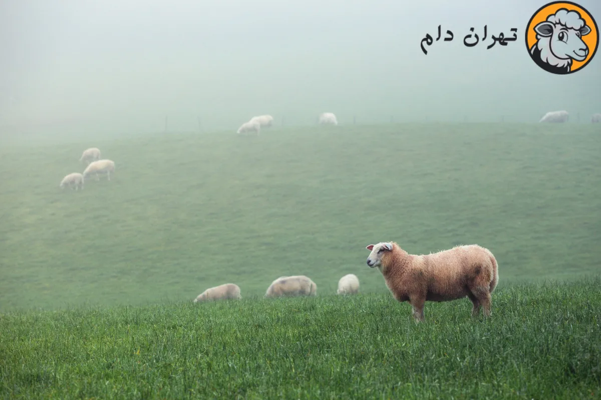 گوسفند شیشک چیست و مصرف گوشت آن چه فوایدی دارد؟