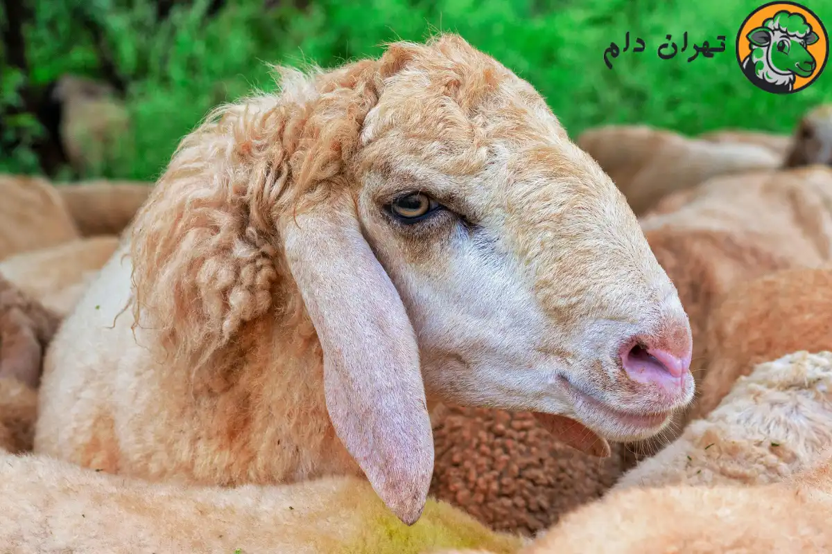 خواص کله گوسفند
