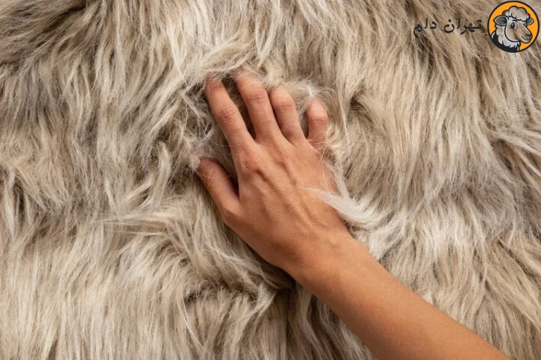 کاربرد های پوست گوسفند