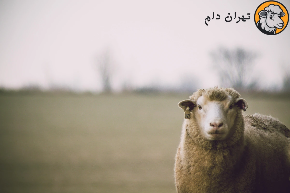 میانگین وزن گوسفند چقدر است؟