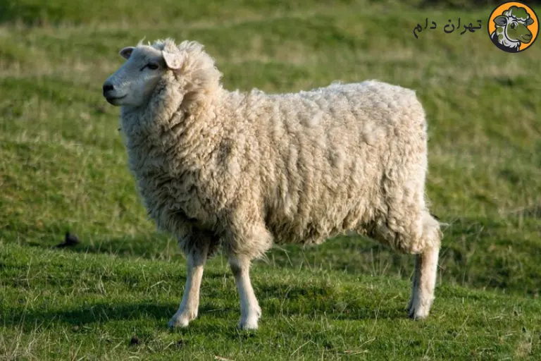 کاربرد های پوست گوسفند