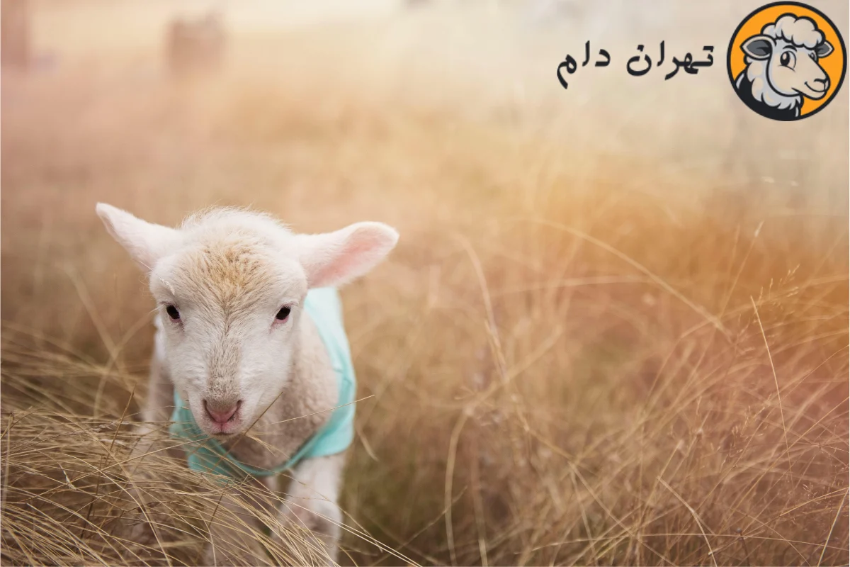 میانگین وزن گوسفند چقدر است؟
