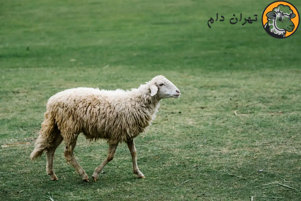 گوسفند شیشک چیست و مصرف گوشت آن چه فوایدی دارد؟