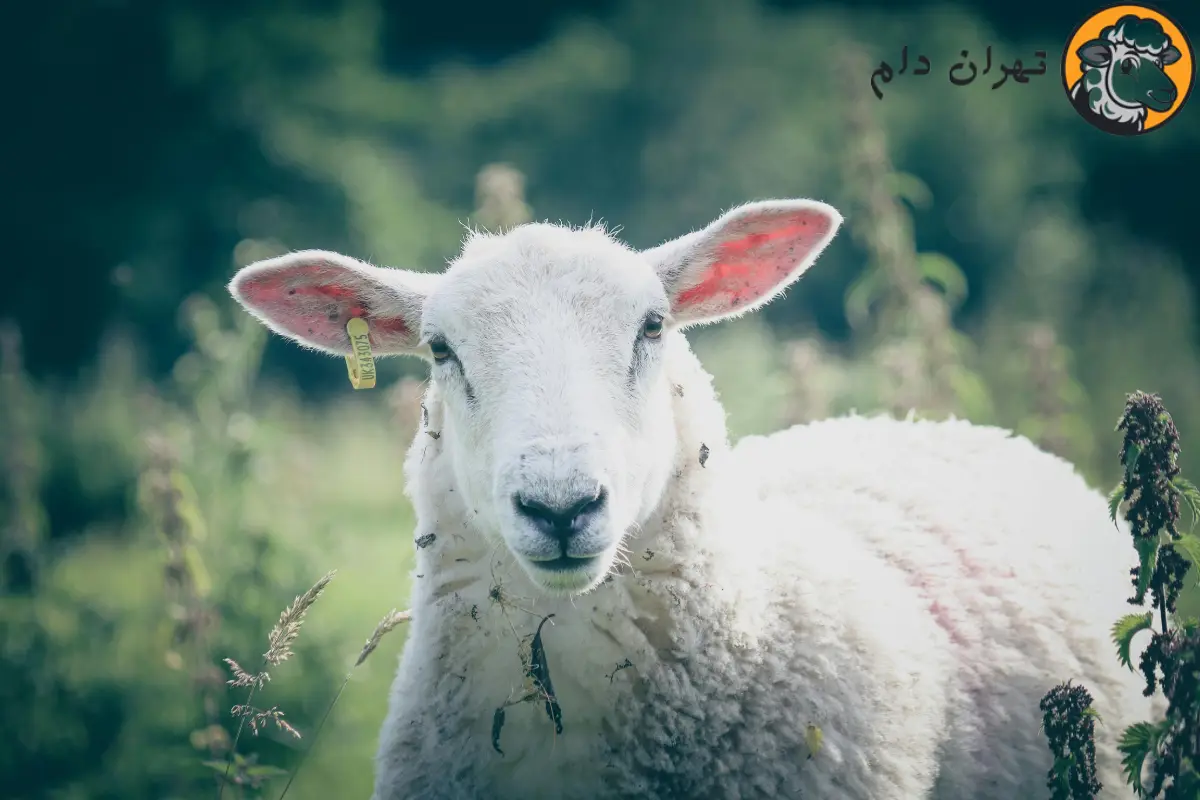 خواص کله گوسفند