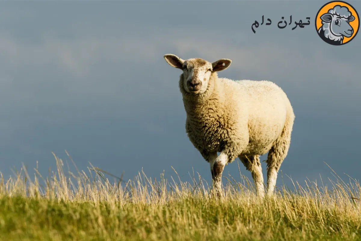 گوسفند شیشک چیست و مصرف گوشت آن چه فوایدی دارد؟