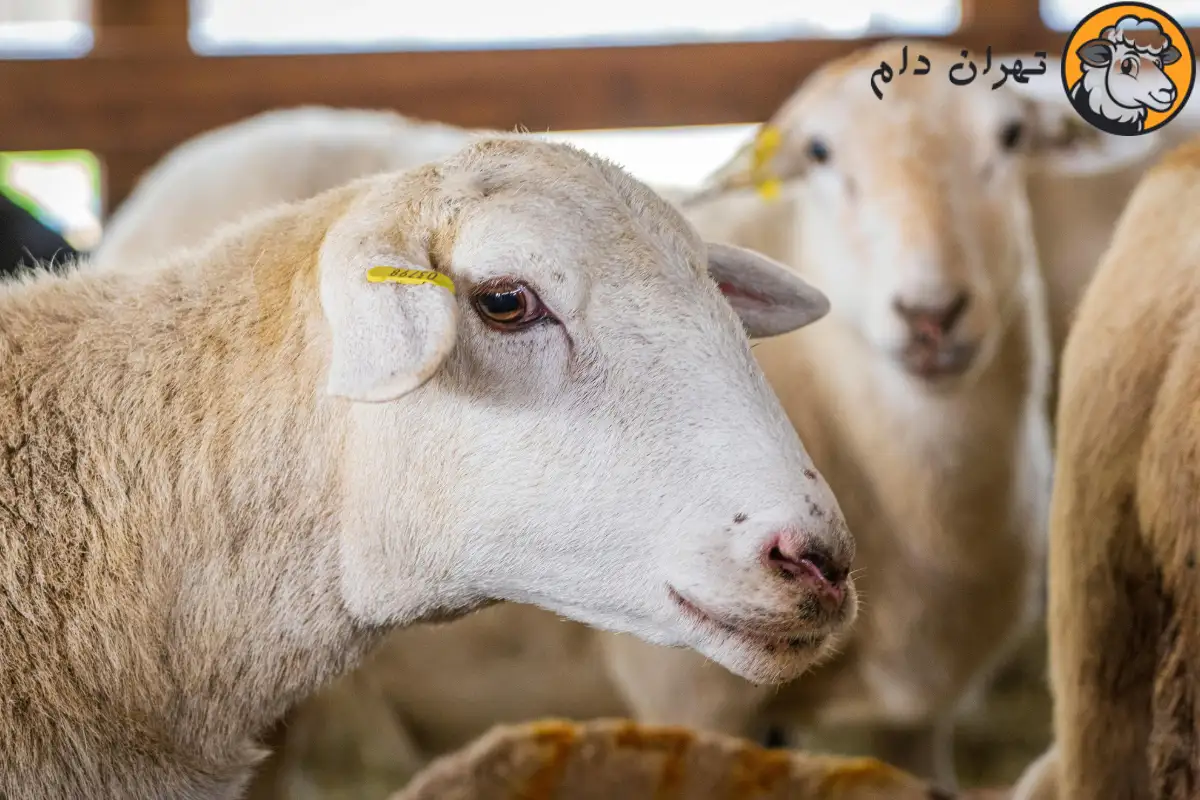 خواص کله گوسفند