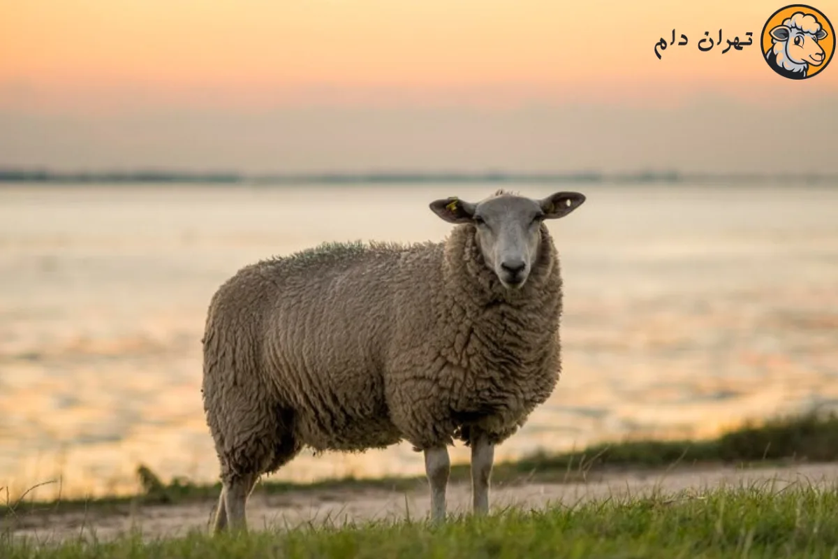 کاربرد های پوست گوسفند، از صنایع دستی تا تولید محصولات مدرن