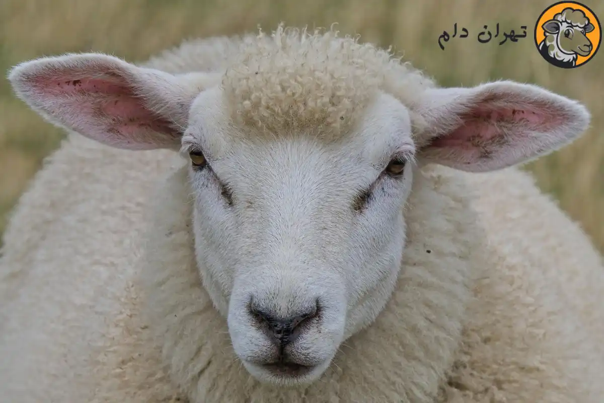 خواص کله گوسفند