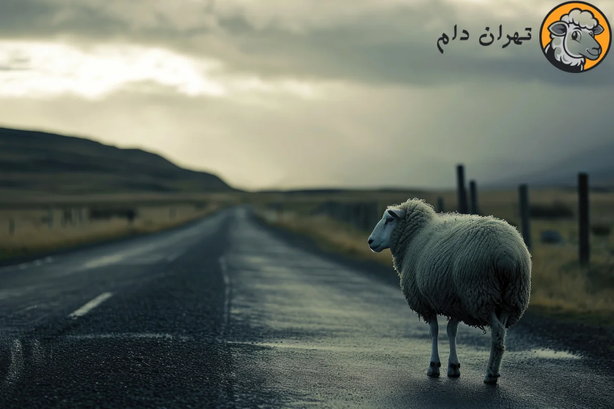 تعبیر خواب گوسفند
