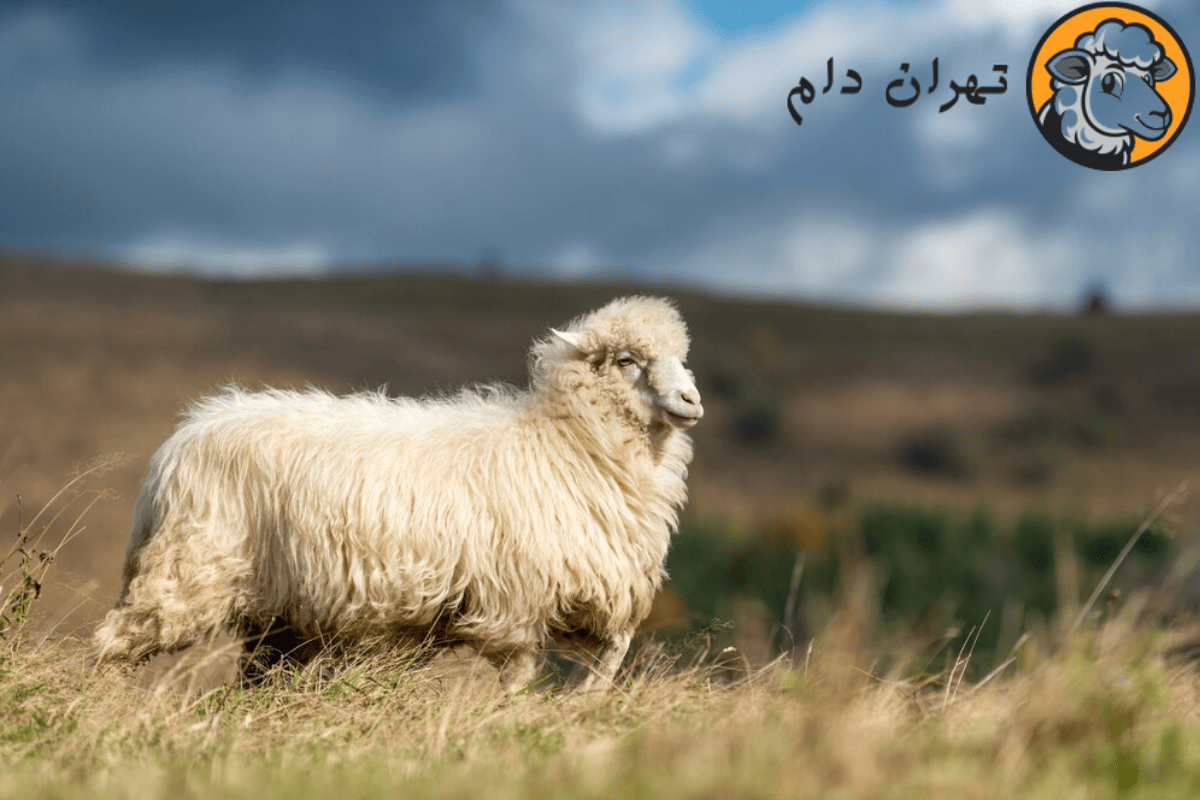 گوسفند زنده برای عقیقه