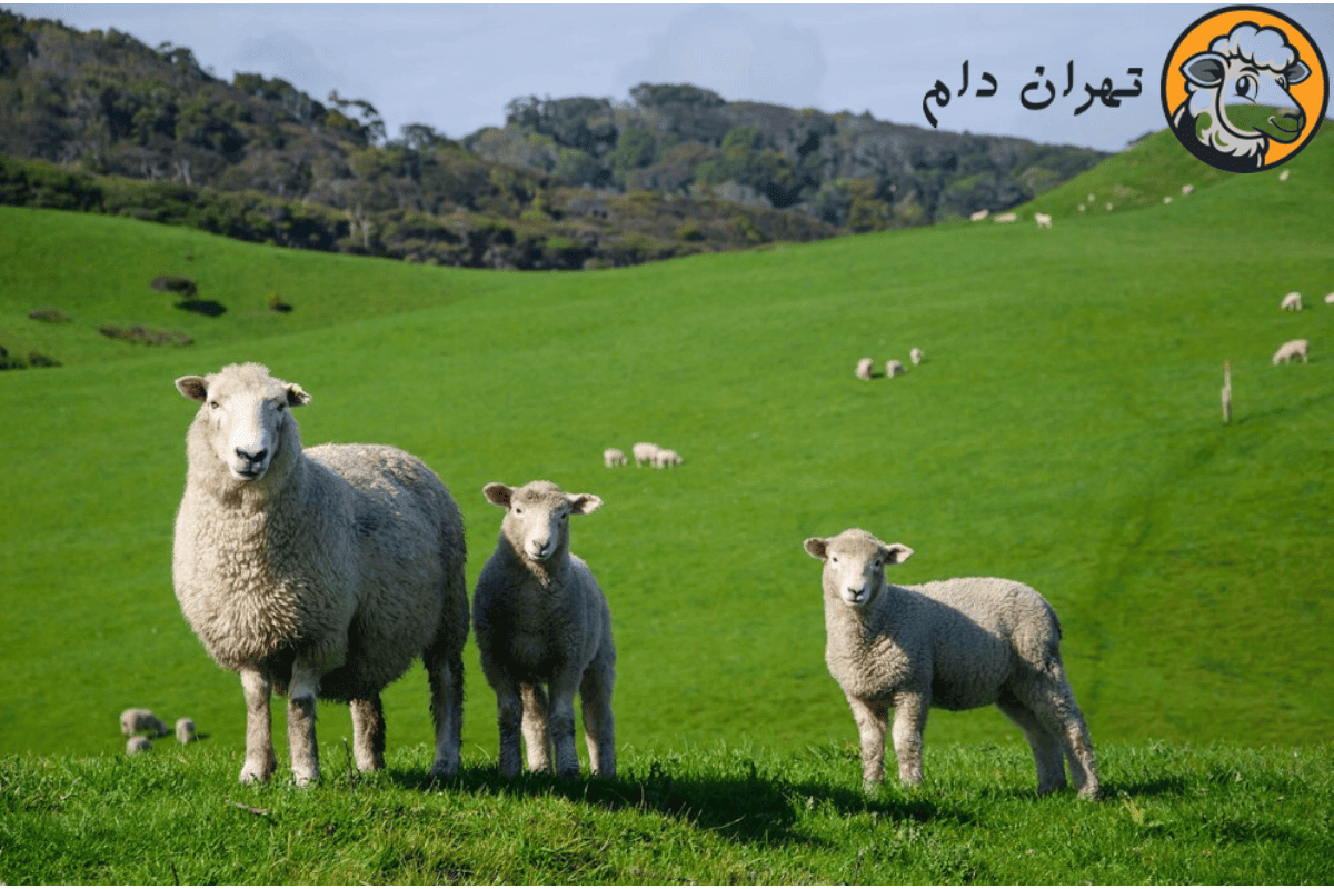  نقش بهداشت دامدار در سلامت دام و اهمیت رعایت آن