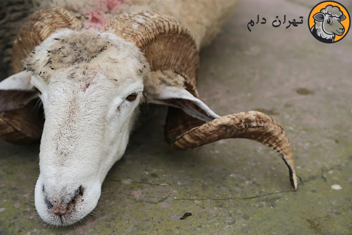 بیماری‌ های کشنده گوسفندان
